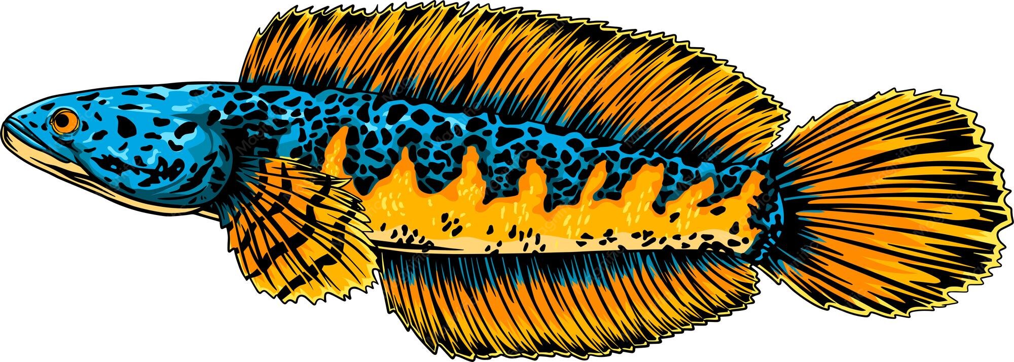 wallpaper arwana hd Wallpaper ikan arwana