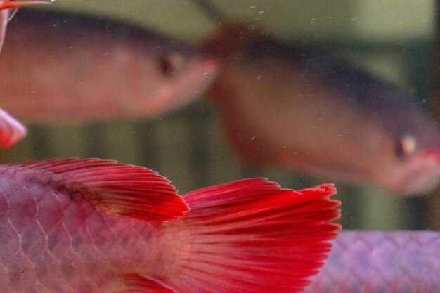 buy live super red arowana online Super red arowana for sale in gampaha city