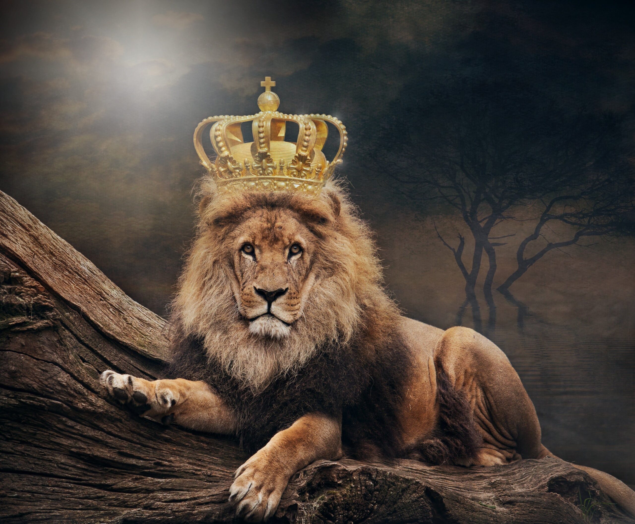 lion wallpapers for pc lion 4k for pc wallpapers: download free [4k]