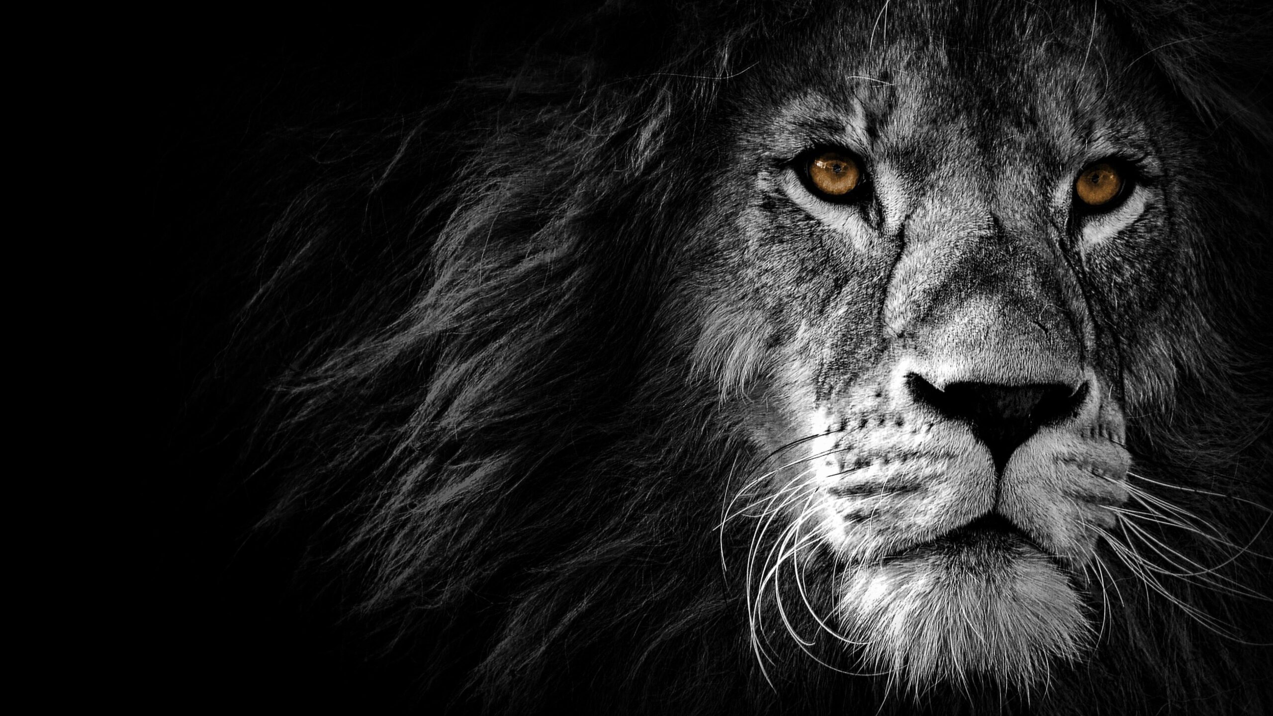 lion wallpaper 4k lion 4k wallpapers