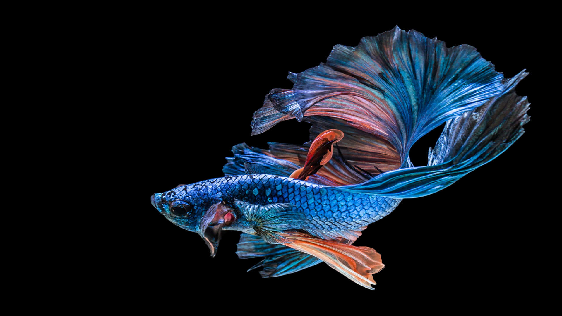 wallpaper ikan channa hd Ikan channa aurantimaculata jual ikan channa auranti