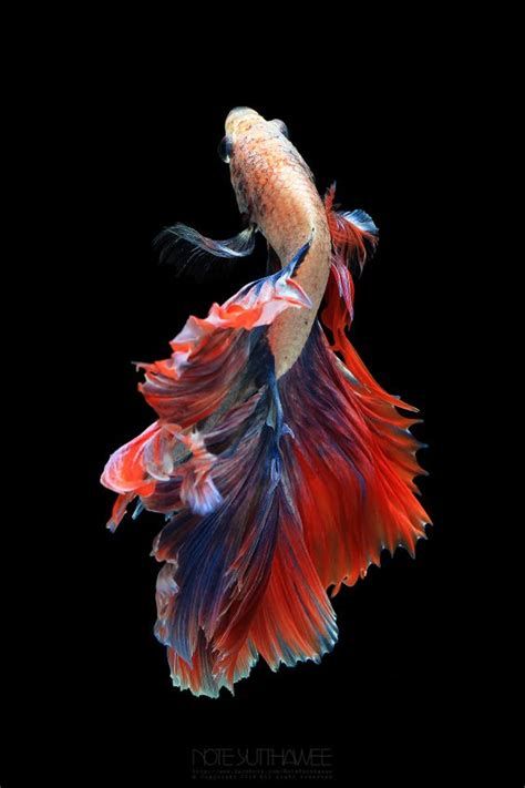 wallpaper ikan hias hd Wallpaper ikan hias