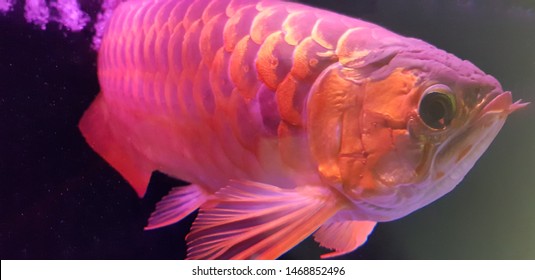 background koi koi wallpaper