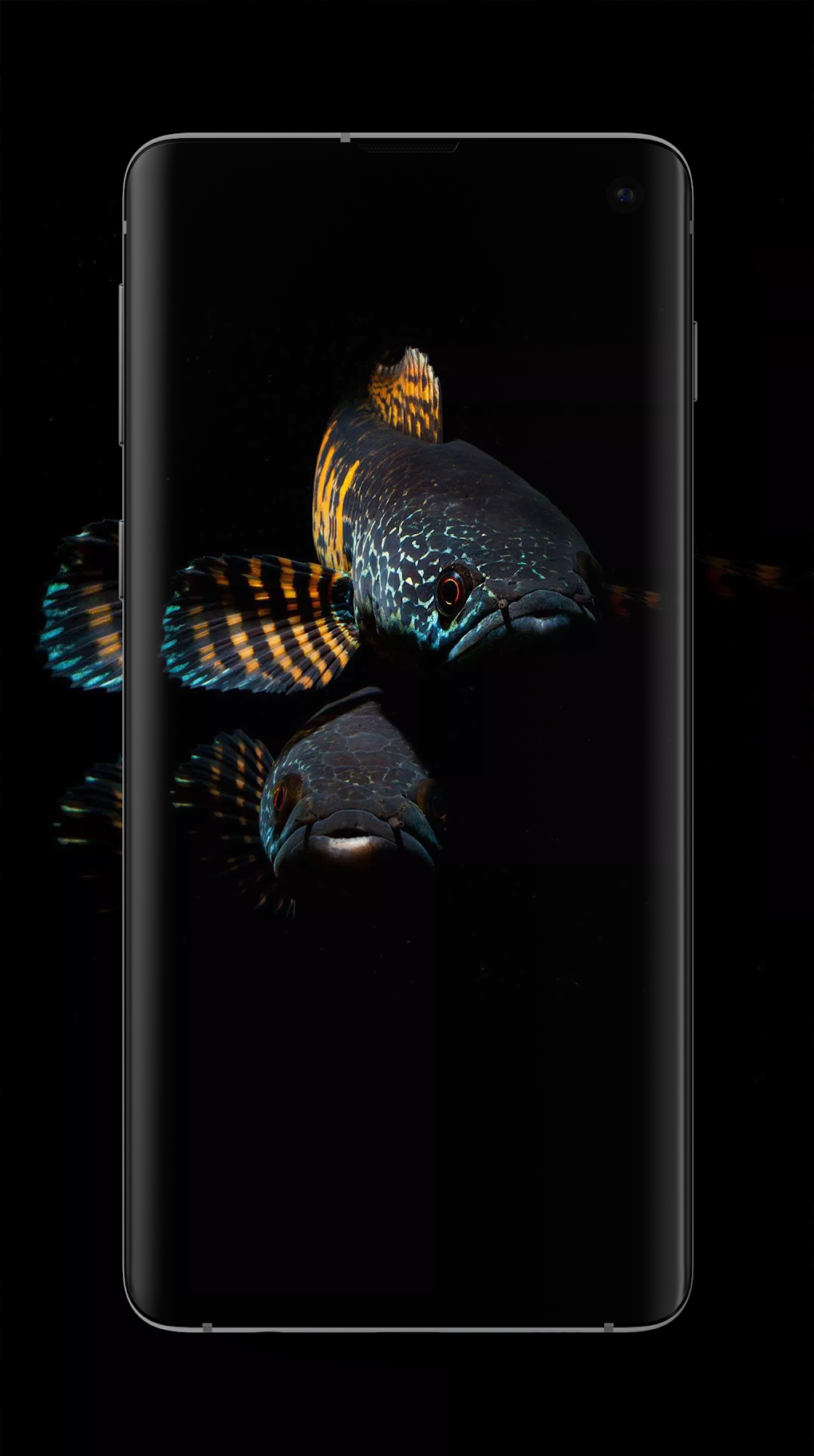wallpaper ikan cupang hidup Download wallpaper ikan cupang hd