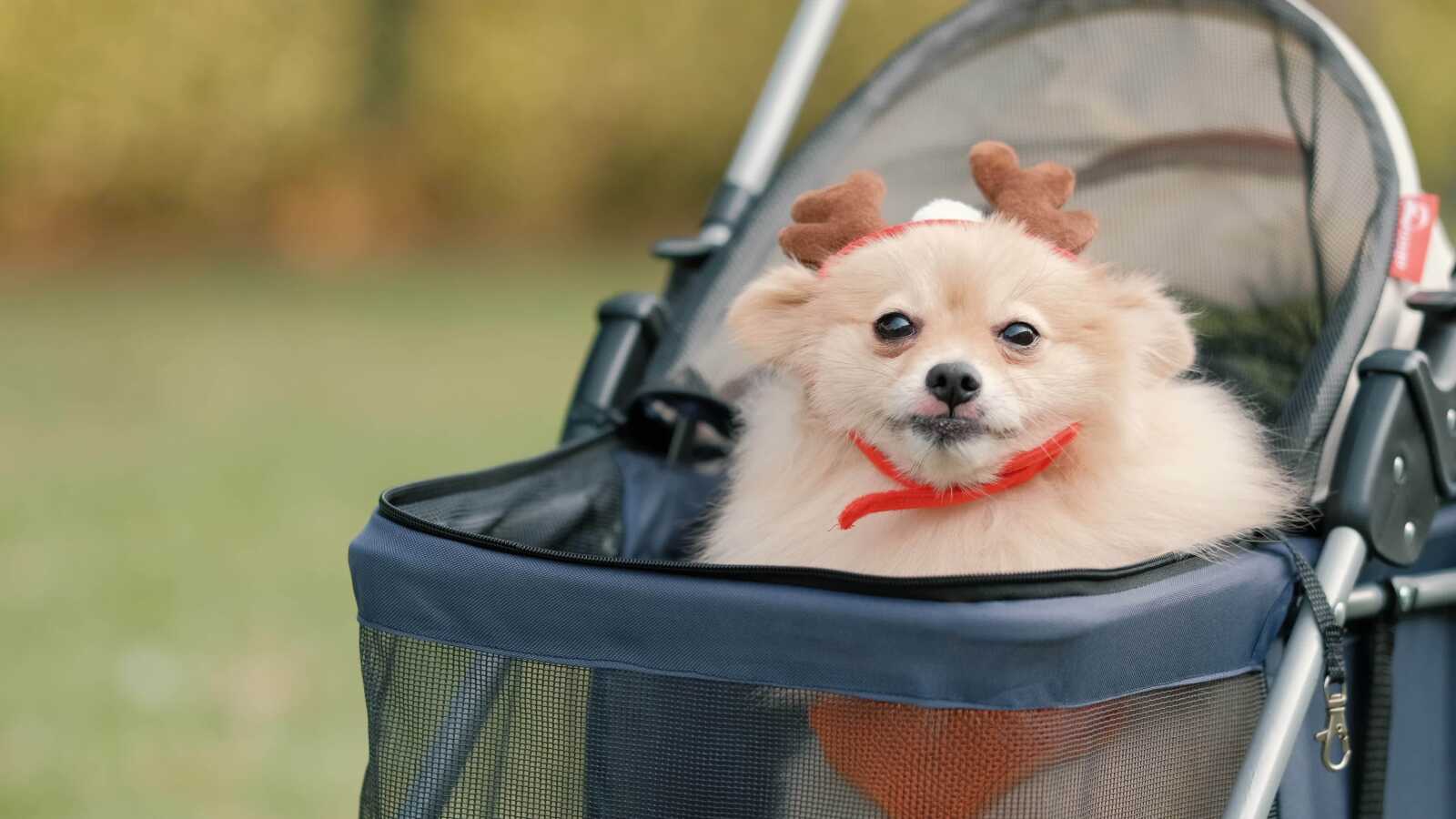 pets desktop wallpaper 300,000+ free pets wallpaper & pet photos