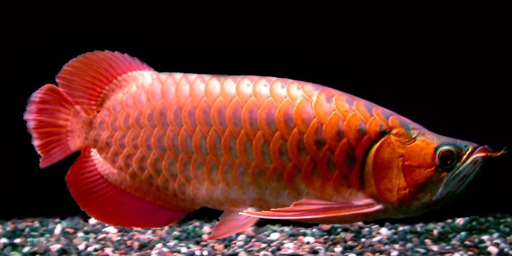 wallpaper arowana hd arowana wallpapers