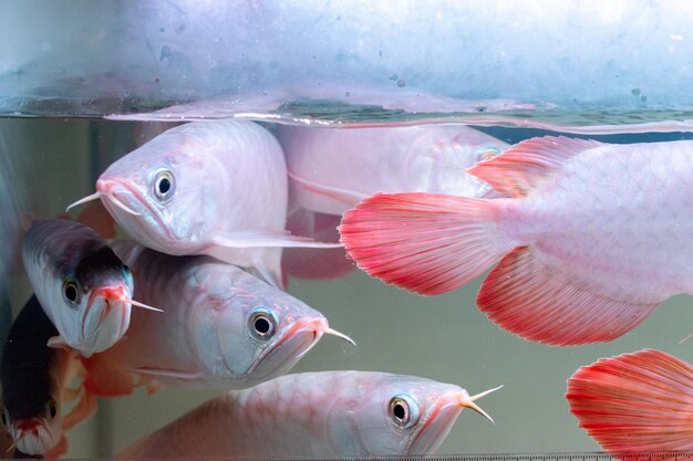 buy live super red arowana australia super red arowana
