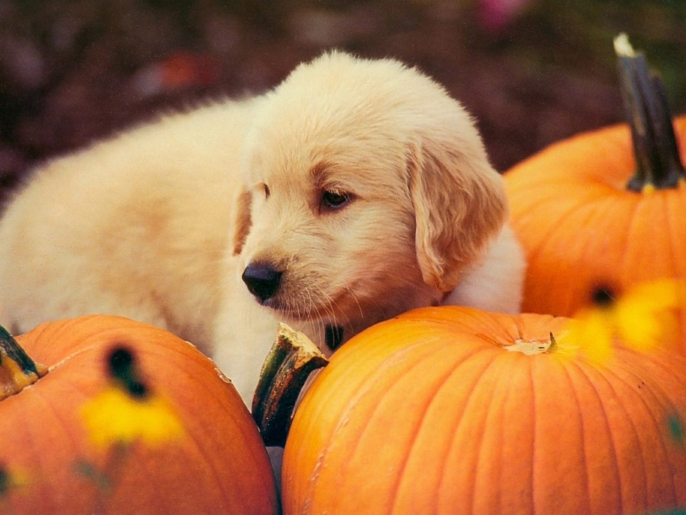 dogs wallpaper 4k Dog 4k hd wallpapers