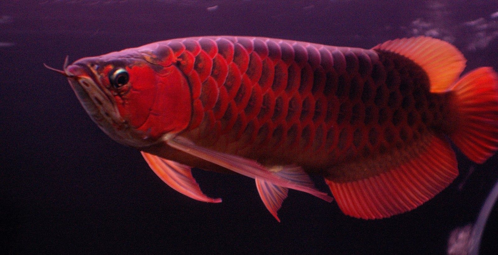 wallpaper ikan arwana hd Detail wallpaper ikan arwana 3d koleksi nomer 58