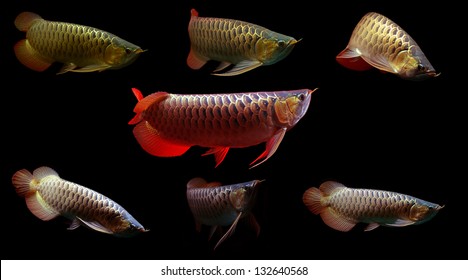 super red arowana for sale Premium photo