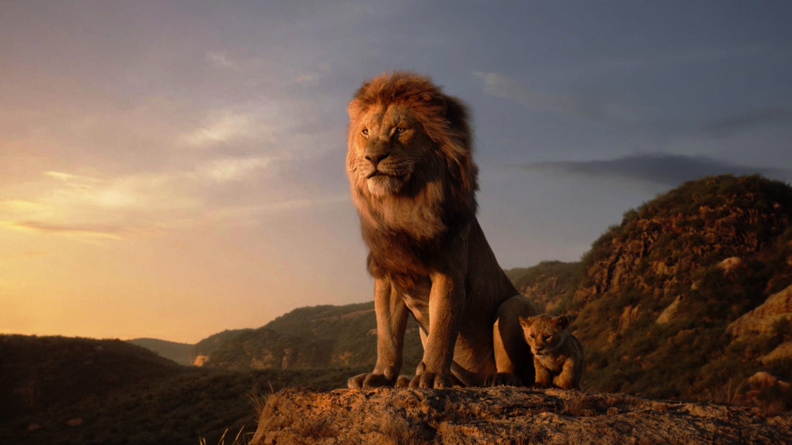 lion wallpapers 4k Bot verification