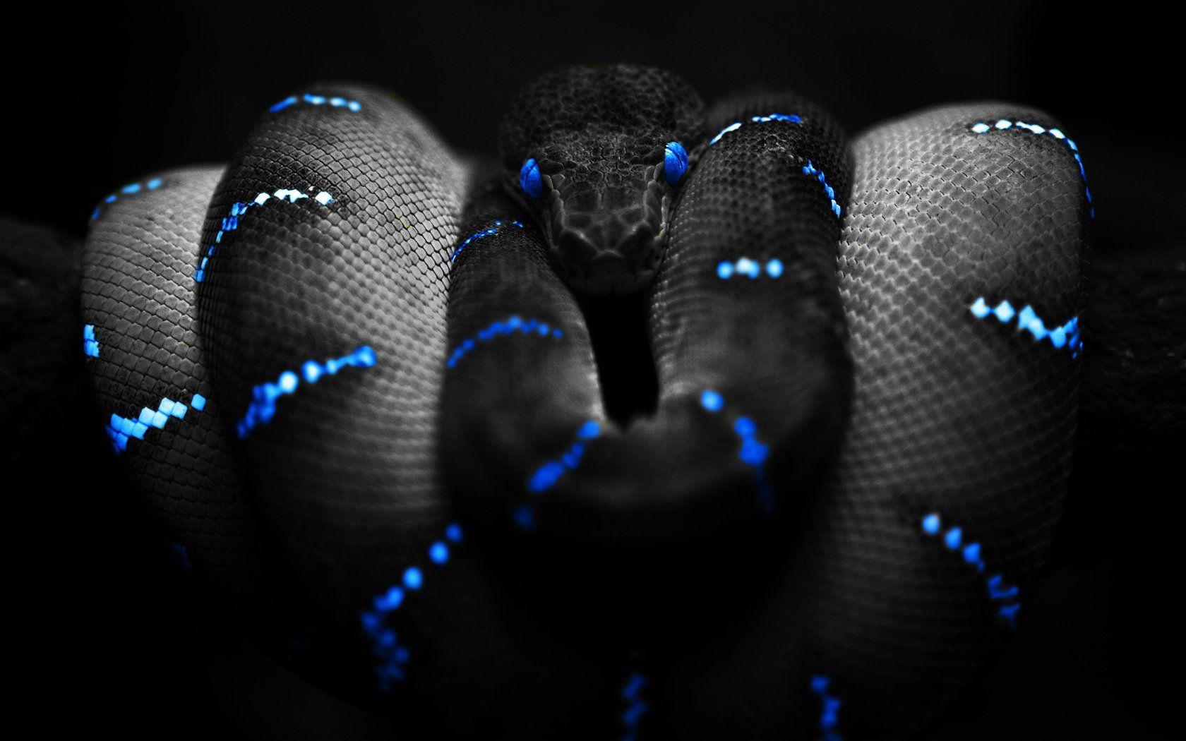 snake wallpaper hd 4k snake 4k wallpapers