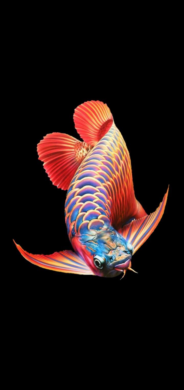 wallpaper ikan cupang bergerak wallpaper ikan cupang bergerak keren
