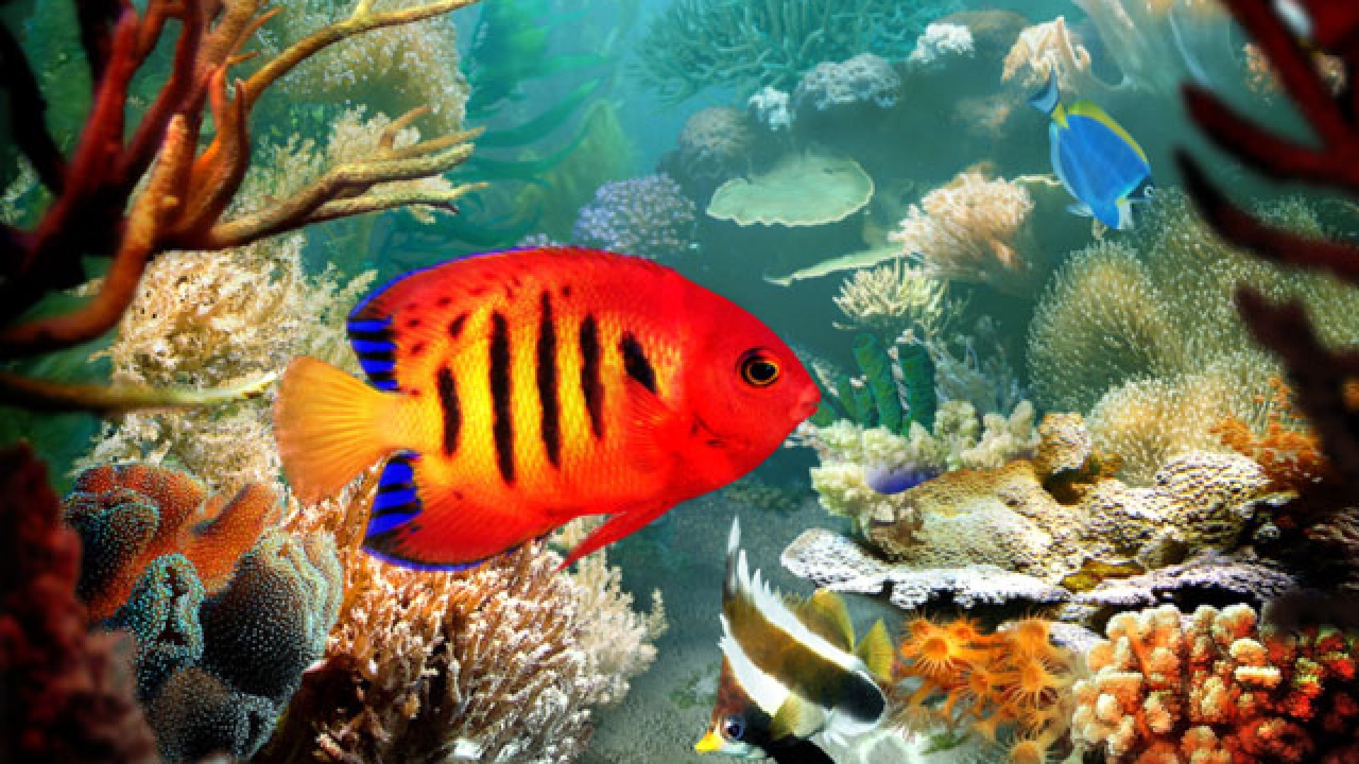 background aquarium hd [200+] aquarium backgrounds