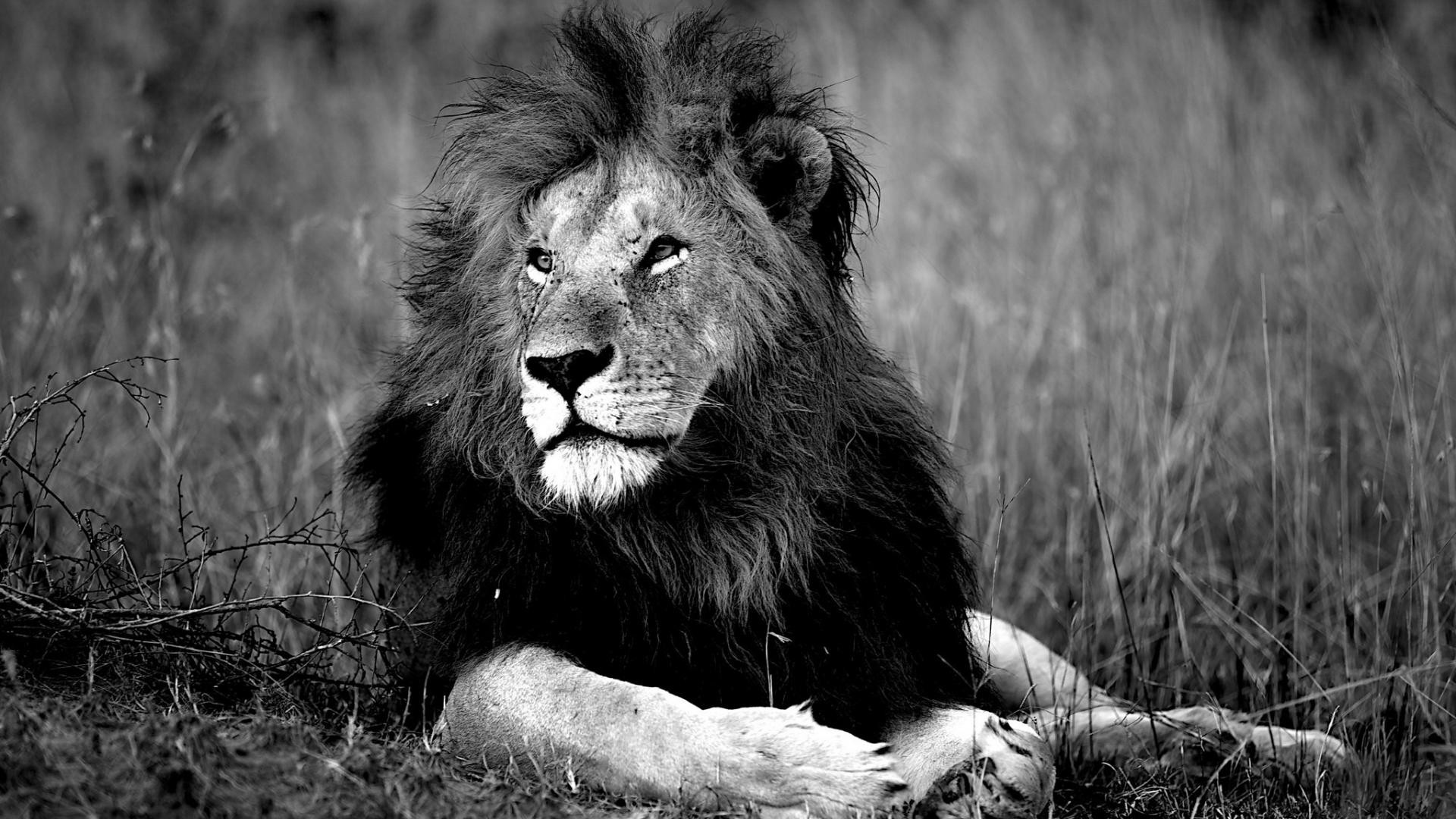 lion wallpapers hd Lion wallpapers