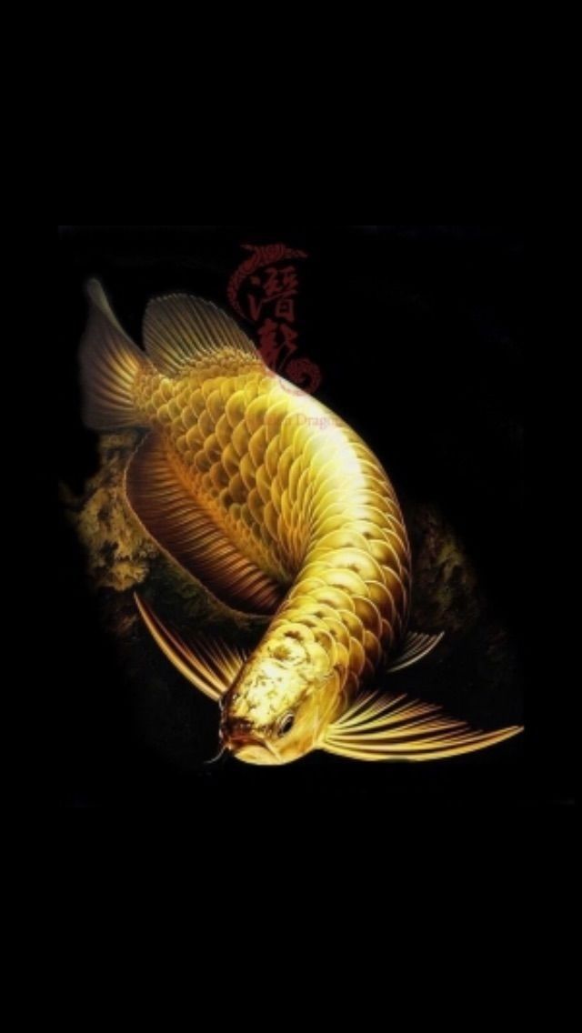 wallpaper koi koi pond wallpaper (56+ images)