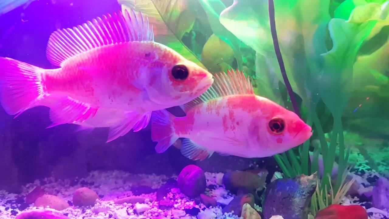 wallpaper ikan cupang Wallpaper gambar foto ikan cupang hd