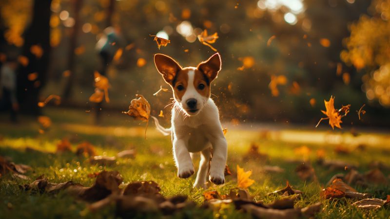 pets background wallpaper Nature wallpaper pets photos, download the best free nature wallpaper …