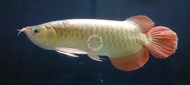 super red asian arowana for sale arowana super red 15inch