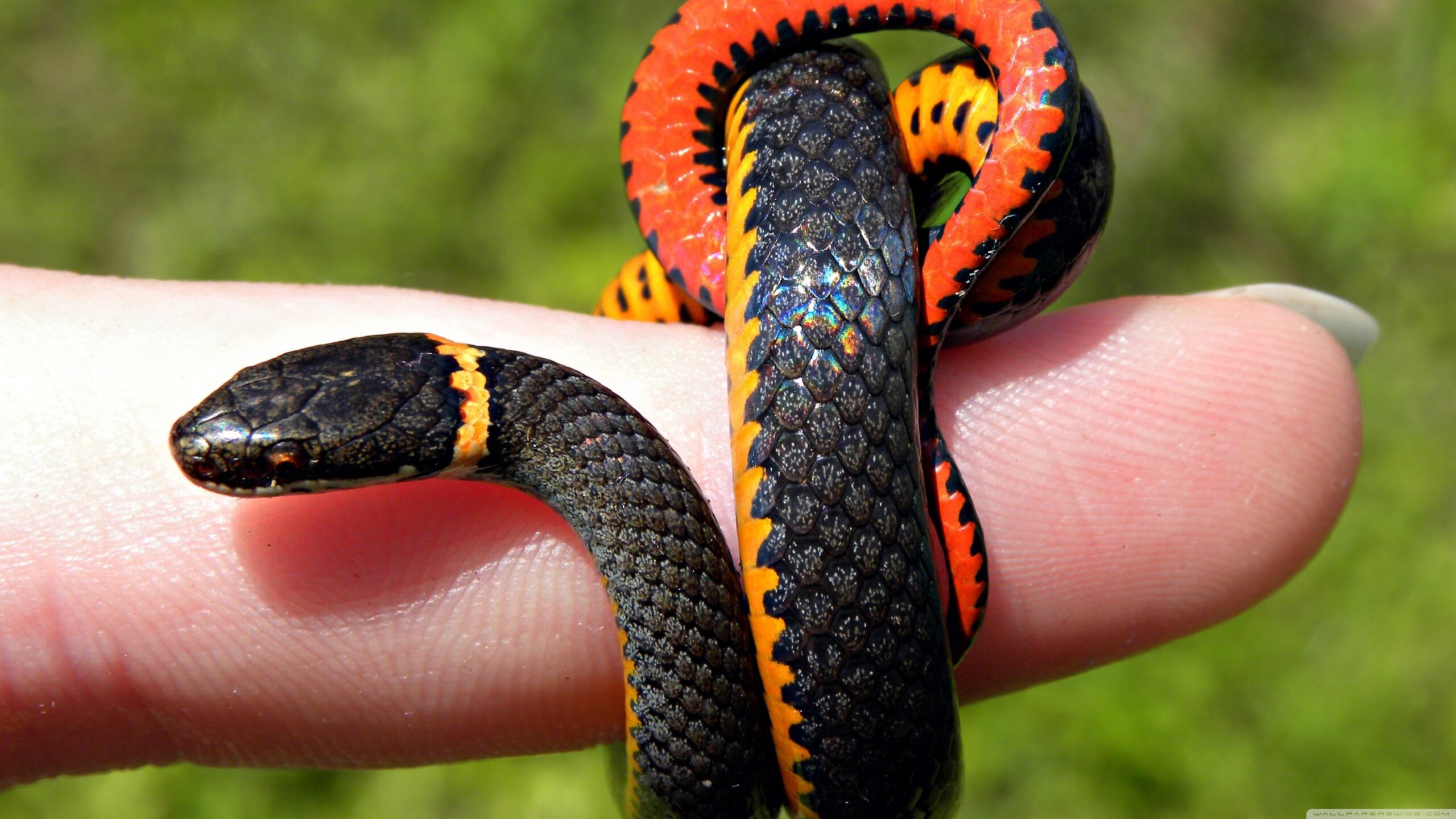green snake wallpaper green snake wallpapers