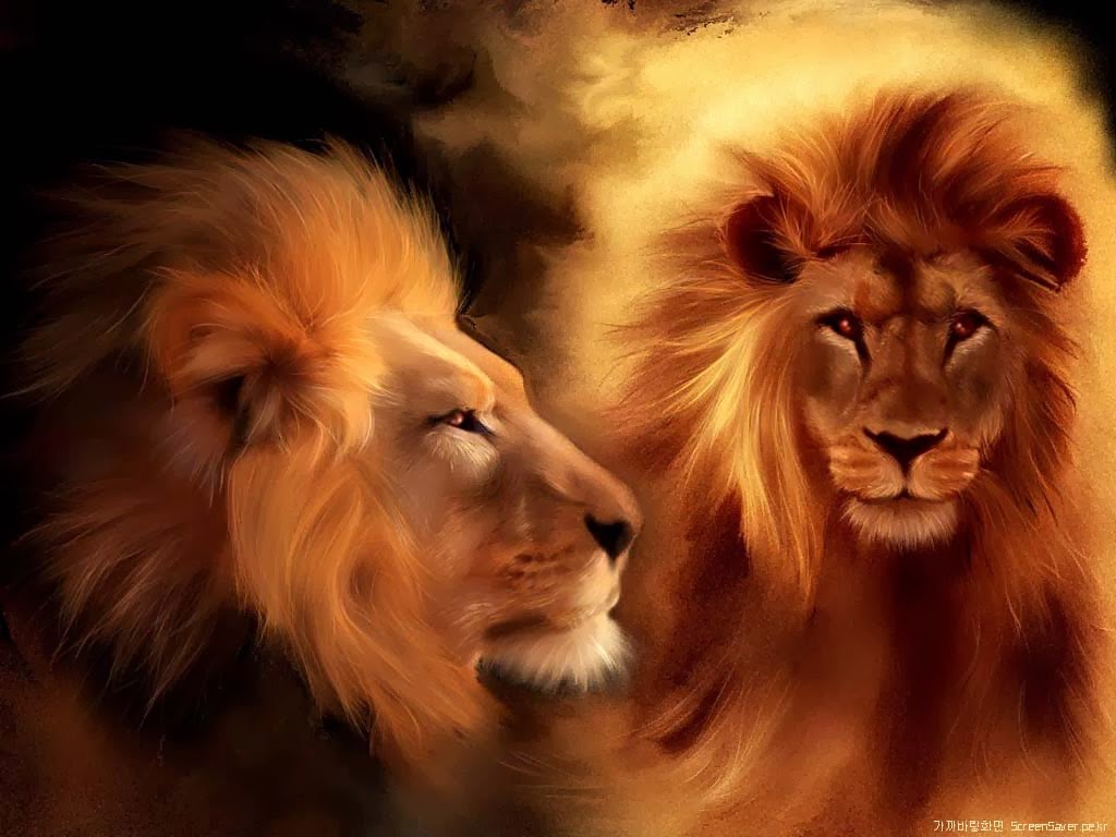 cats wallpape Download kitten animal cat 4k ultra hd wallpaper