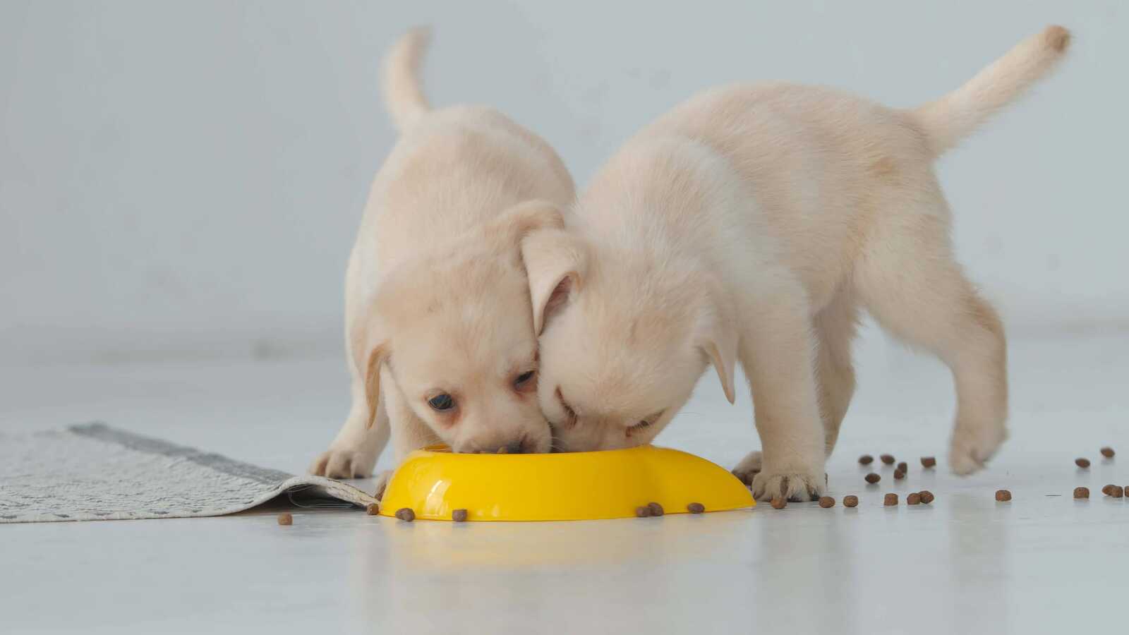 pets wallpaper Pet wallpapers