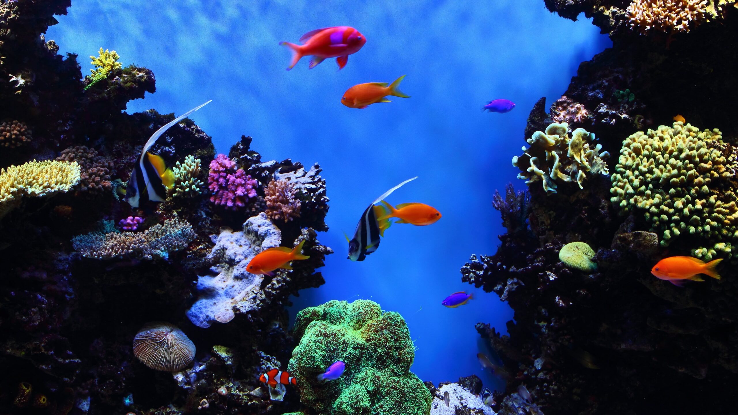 tropical fish wallpaper Top 999+ tropical fish wallpaper full hd, 4k free to use