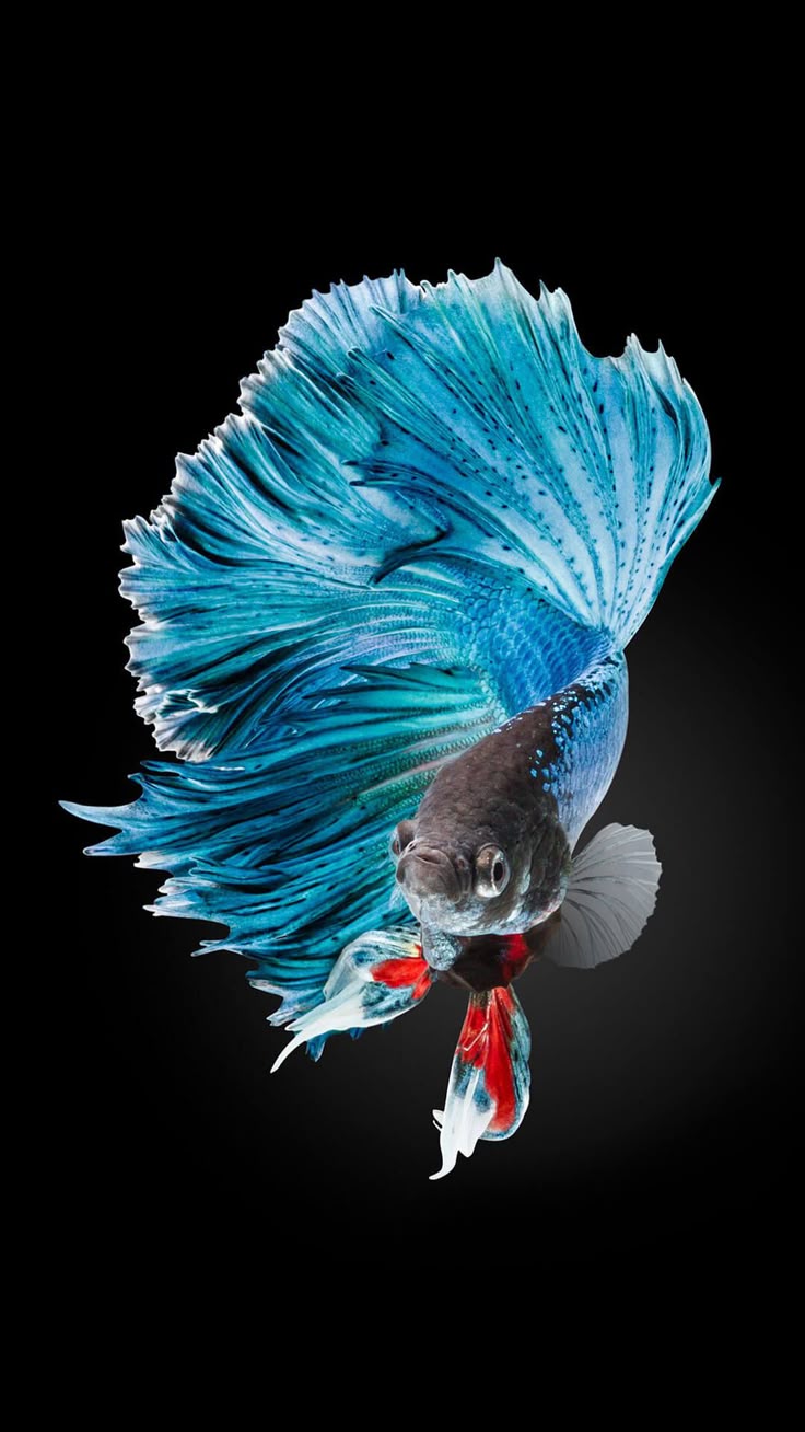wallpaper ikan cupang 4k Cupang wallpapers