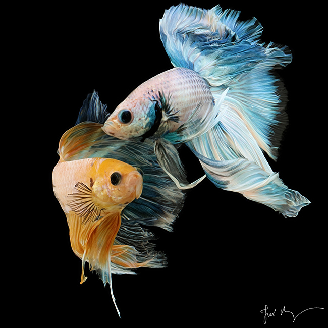 wallpaper logo ikan channa Gambar logo ikan channa