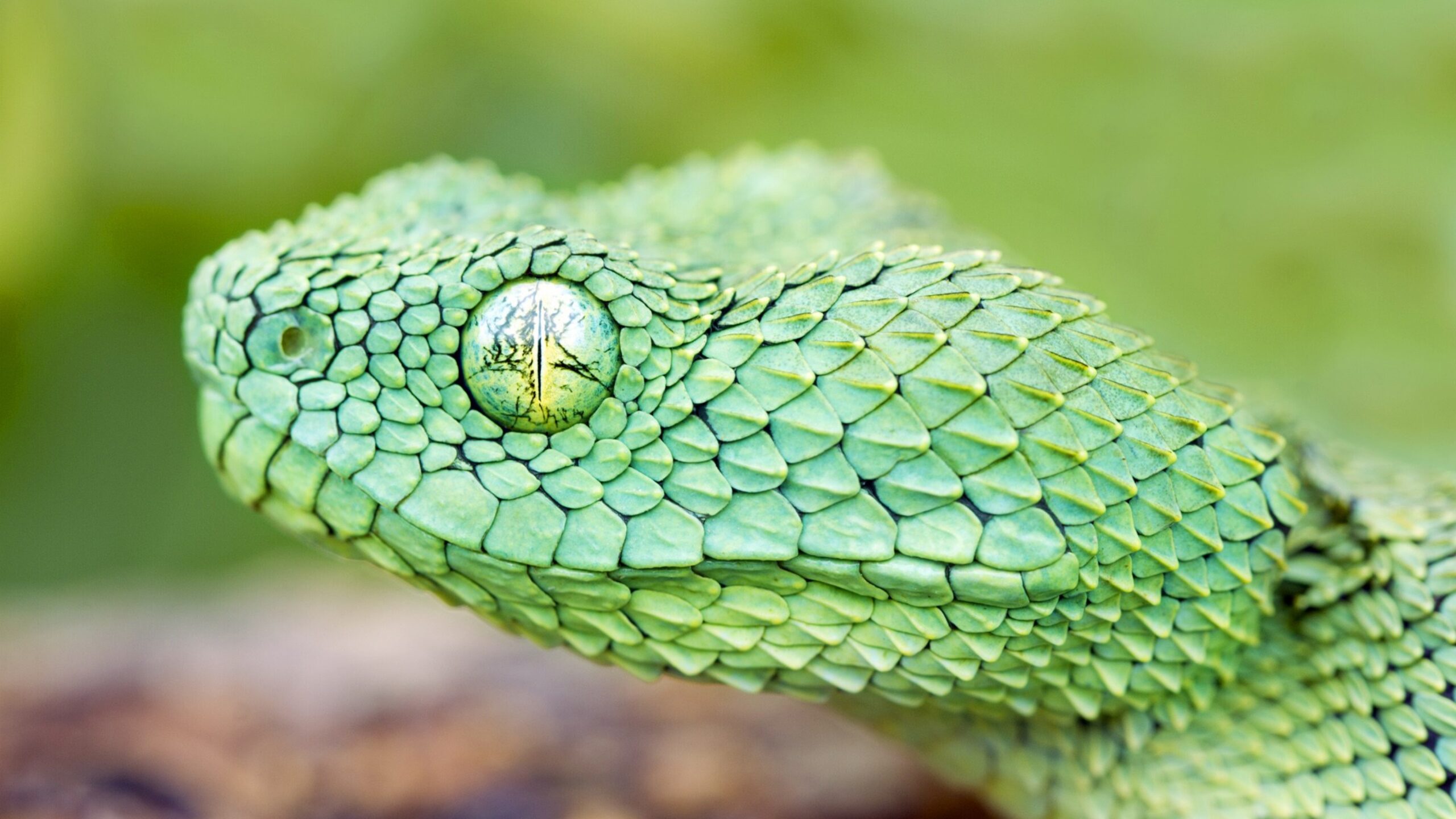 snake wallpaper hd 4k for pc snake wallpapers