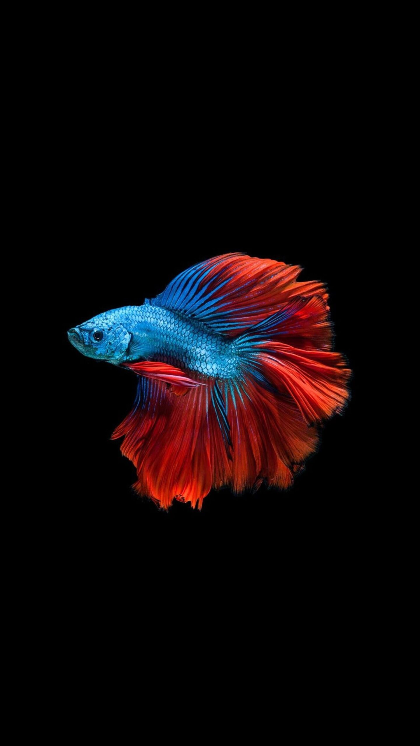 wallpaper ikan cupang hias 56+ gambar ikan cupang wallpaper